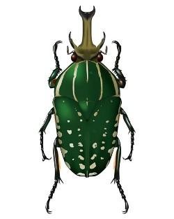 Ralph Holzenthal beetle illustration