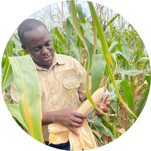 David Wangila, holding an ear of corn in a corn field