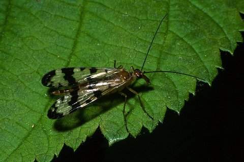 Female scorpionfly