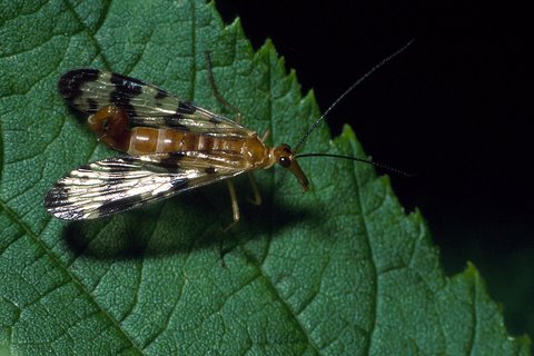 Male scorpiopnfly